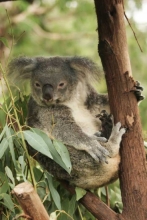Koala Bear in Tree