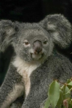 Koala-Bear