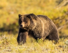 Male Grizzley in Yellowstone