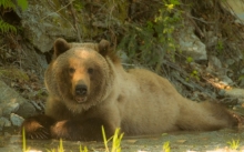 Male Grizzley