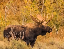 Moose #2
