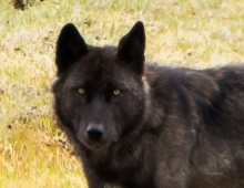 Black Wolf Yellowstone