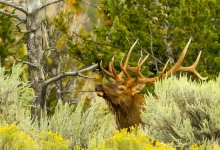 Elk bugling in bushes