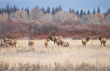 Elk with Herd Bugling