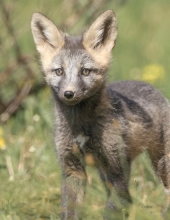Silver Baby Fox