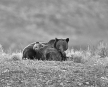 Yellowstone ground bears
