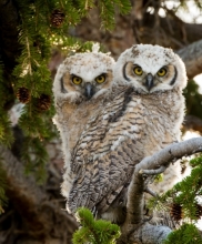 Baby Horned Owls