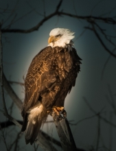 Eagle in Iowa