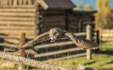 Flying Grey Owl