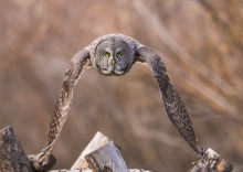 Grey Owl Flying Wings Down (1)