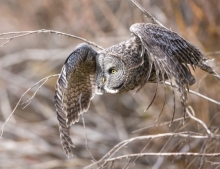 Grey Owl Flying Wings Down Sideways (3)