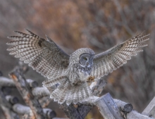 Grey Owl Flying Wings up