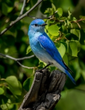 Male Bluebird (2)