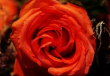 My Perfect Rose
